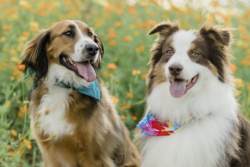 dogs and flowers, ©Yesenia Bocanegra Photography | Raleigh dog photography