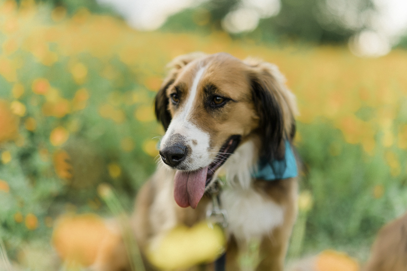 pretty mixed breed sitting in field of flowers, ©Yesenia Bocanegra Photography | Raleigh dog photographer