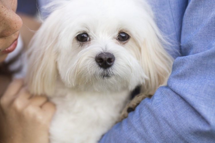 VIVIDfotos-engagement photos with Maltese,