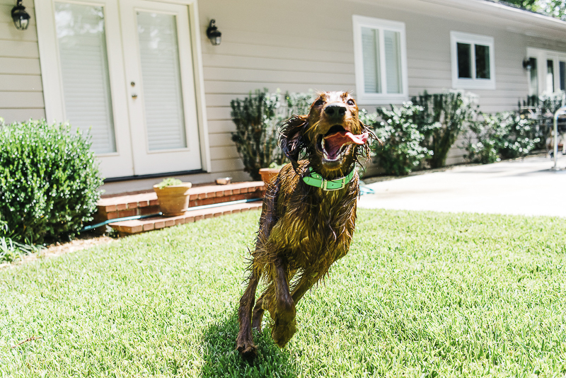 on location pet photography, wet Irish Setter running around the yard | ©Dailey Alexandra Photography | lifestyle dog photography, Aiken, SC