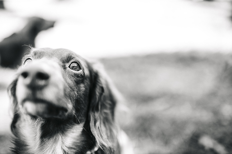 black and white pet photography, Doxie ©Dailey Alexandra Photography | lifestyle dog photography, Aiken, SC