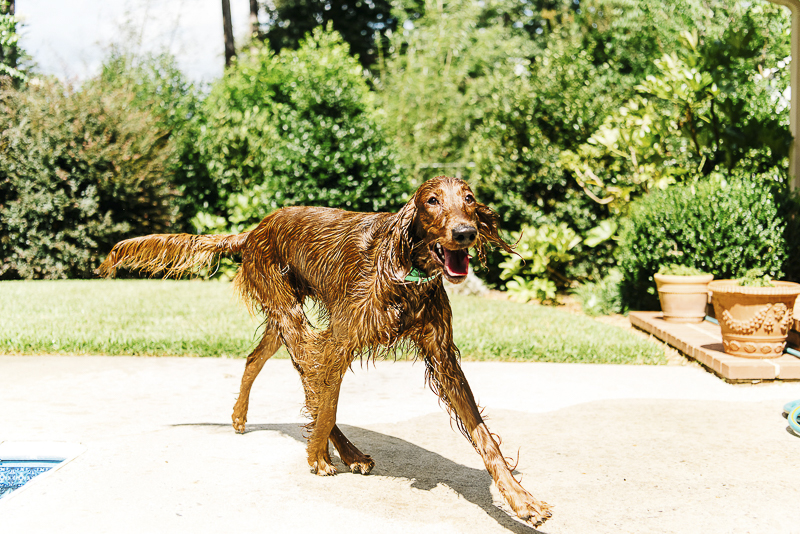 wet, happy dog walking around the pool, ©Dailey Alexandra Photography | lifestyle dog portraits