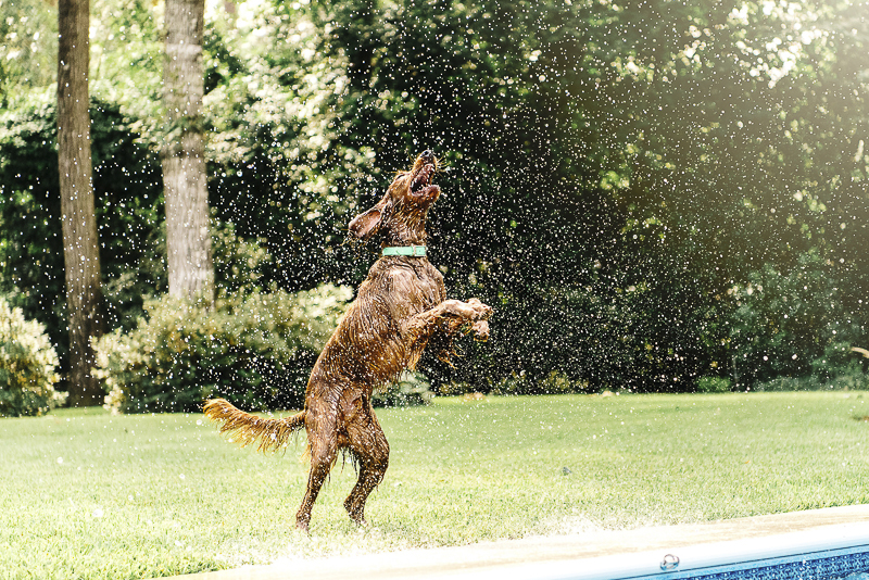 Irish Setter playing in water, ©Dailey Alexandra Photography | lifestyle dog photography, Aiken, SC