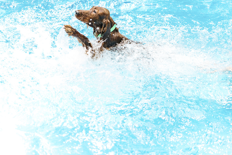 Irish Setter swimming in the pool | ©Dailey Alexandra Photography | on location pet photography, Aiken, SC