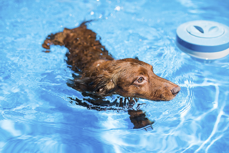 Dachshund swimming in pool, ©Dailey Alexandra Photography | lifestyle dog photography, Aiken, SC
