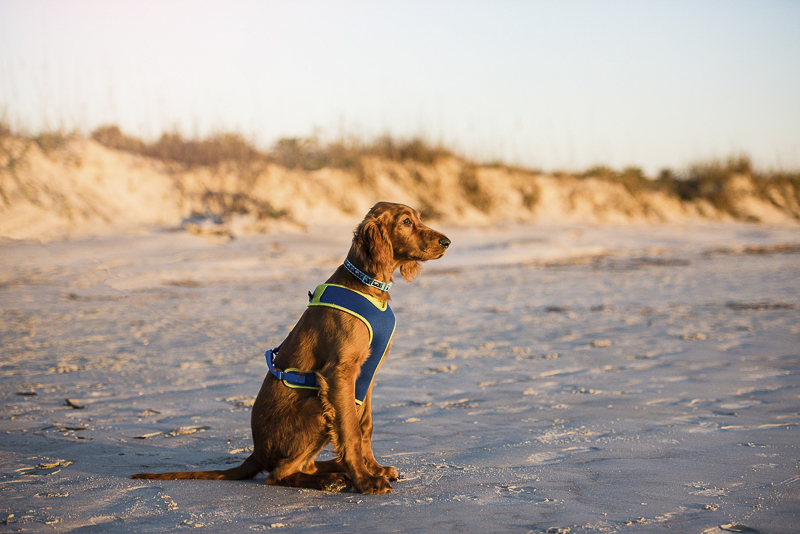Irish Setter sitting on the beach, golden hour pet photography | ©Dailey Alexandra Photography 