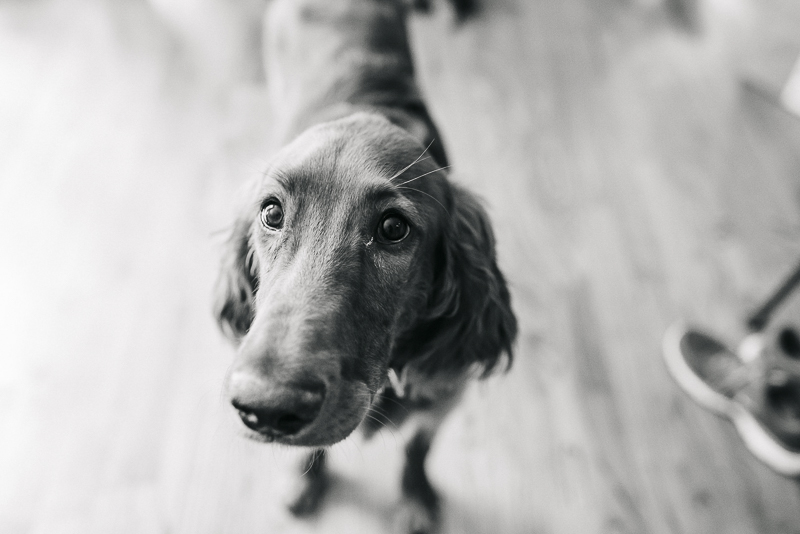black and white dog photography, Irish Setter ©Dailey Alexandra Photography | lifestyle dog photography, Aiken, SC