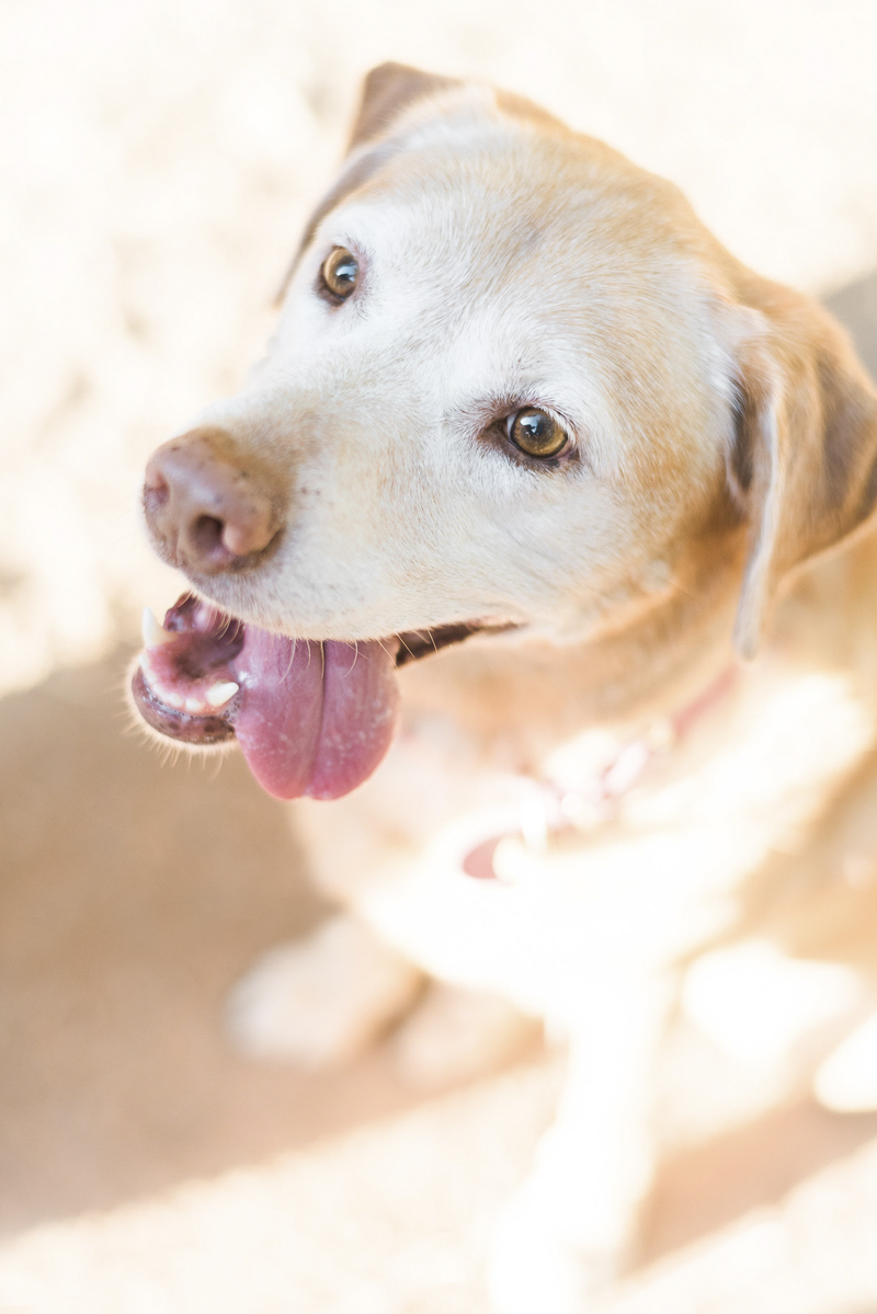 sweet senior Yellow Labrador Retriever, lifestyle dog photography, Ojai ©Jennifer Lourie Photography