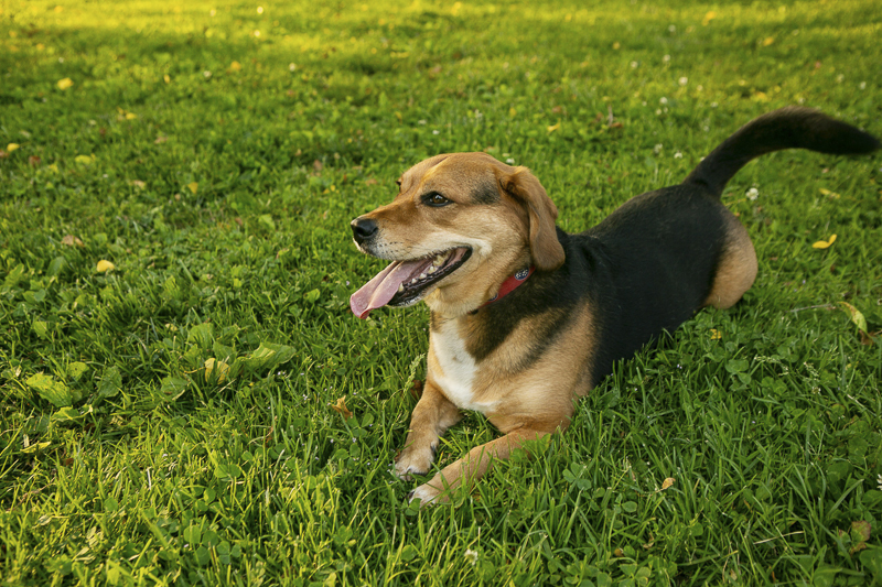 cute Beagle/Basset Hound mix lying on the grass, ©Mandy Whitley Photography | Nashville Pet Photographer
