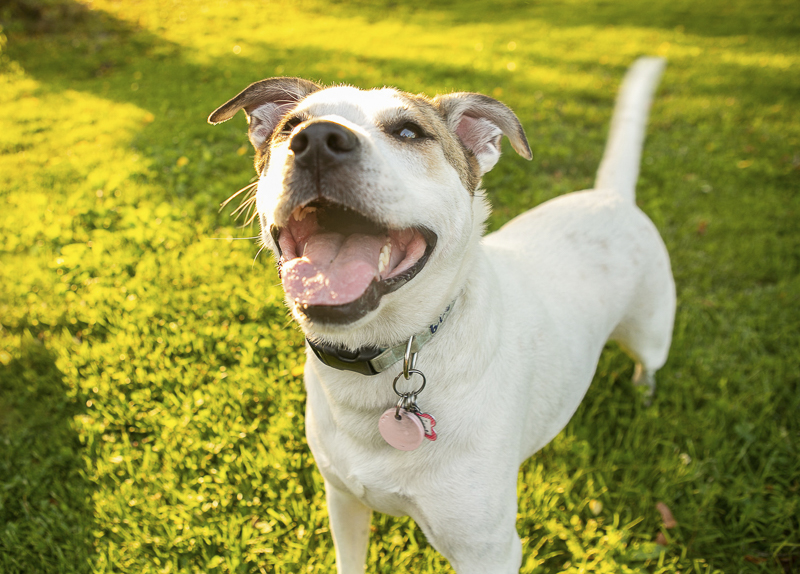 white and tan pit/lab mix, ©Mandy Whitley Photography | Nashville Pet Photographer