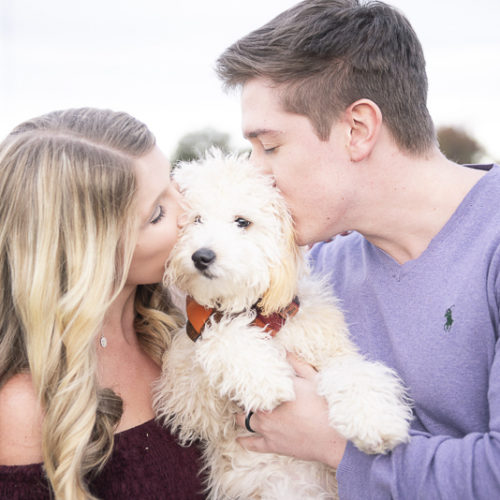 Puppy Love:  Groot the Mini Goldendoodle