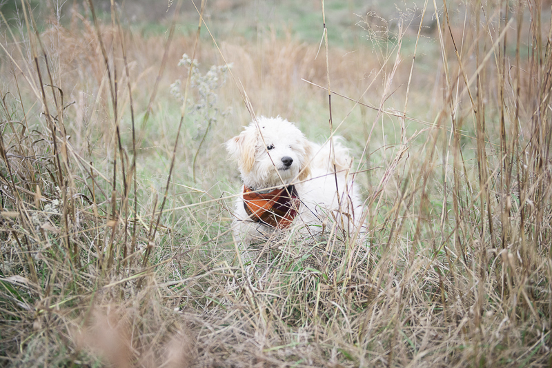 ©Persuasion Photography | lifestyle dog photography, Memphis, TN, puppy in the field, 