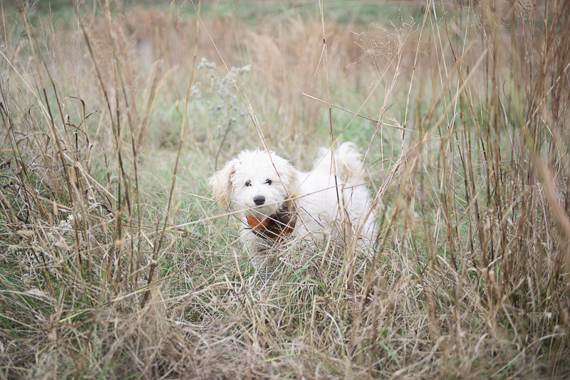 Labradoodle puppy in field, lifestyle dog photography | ©Persuasion Photography,