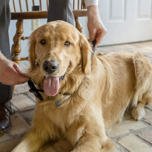 Best (Wedding) Dog:  Doug the Golden Retriever