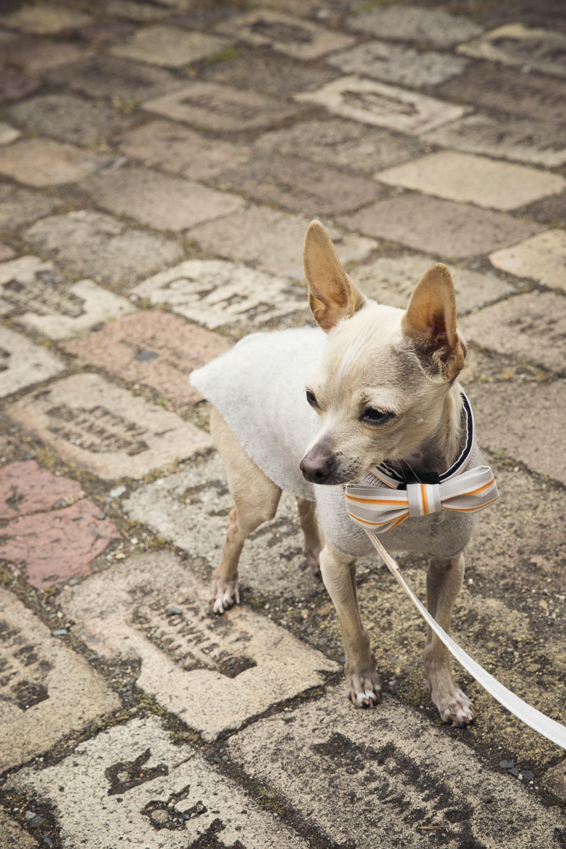 fawn Chihuahua wearing orange and taupe striped bow tie and taupe sweater, wedding dog