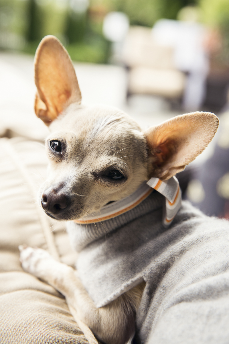 close up of a Chihuahua, wedding dog | ©Stephanie Cristalli Photography