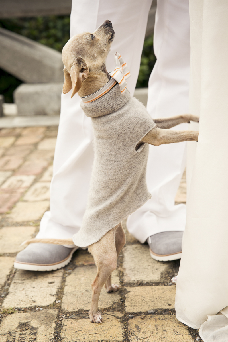 Chihuahua standing on his hind legs | ©Stephanie Cristalli Photography | dog-friendly wedding