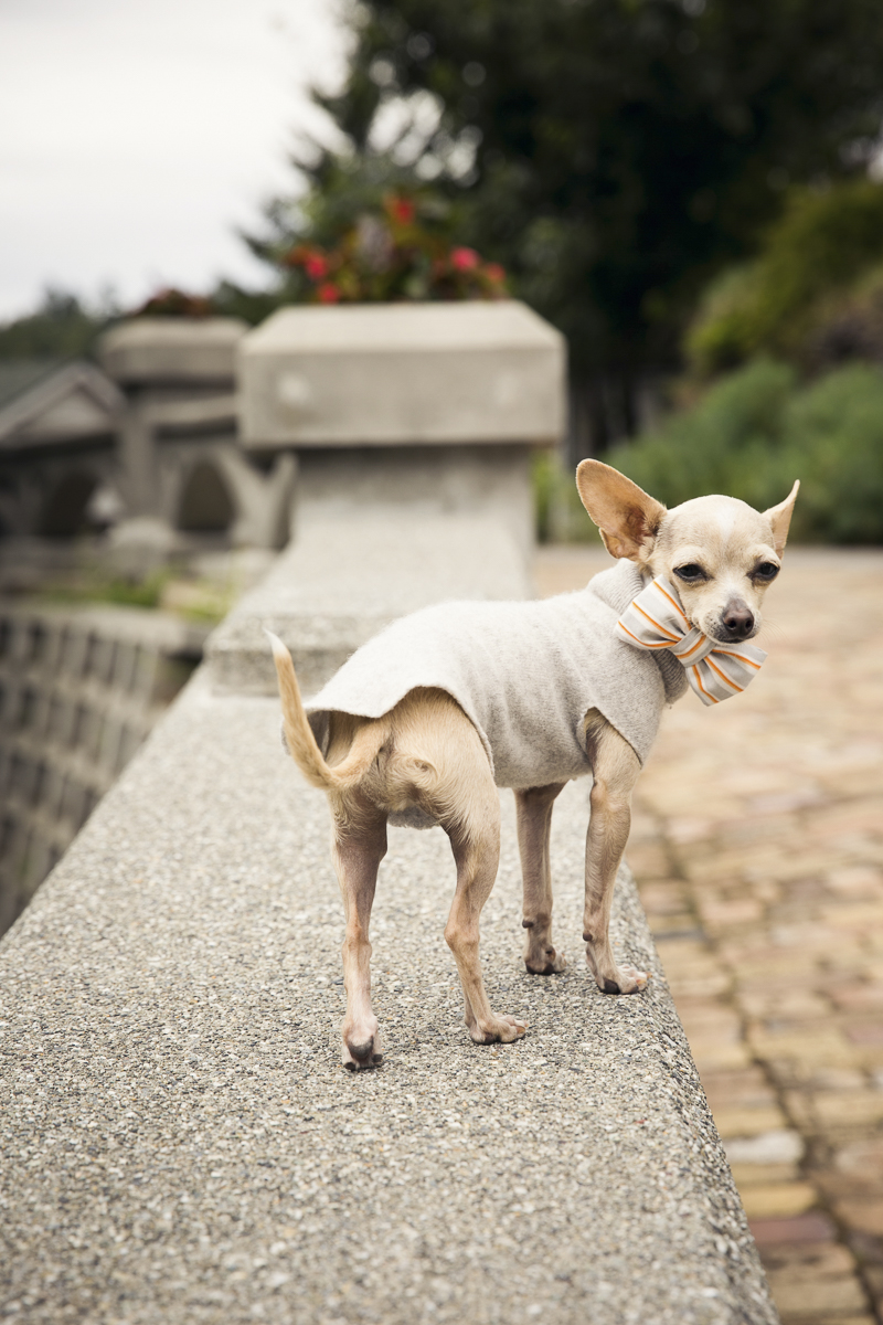 well dressed small dog standing on retainer wall | ©Stephanie Cristalli Photography | dog-friendly wedding
