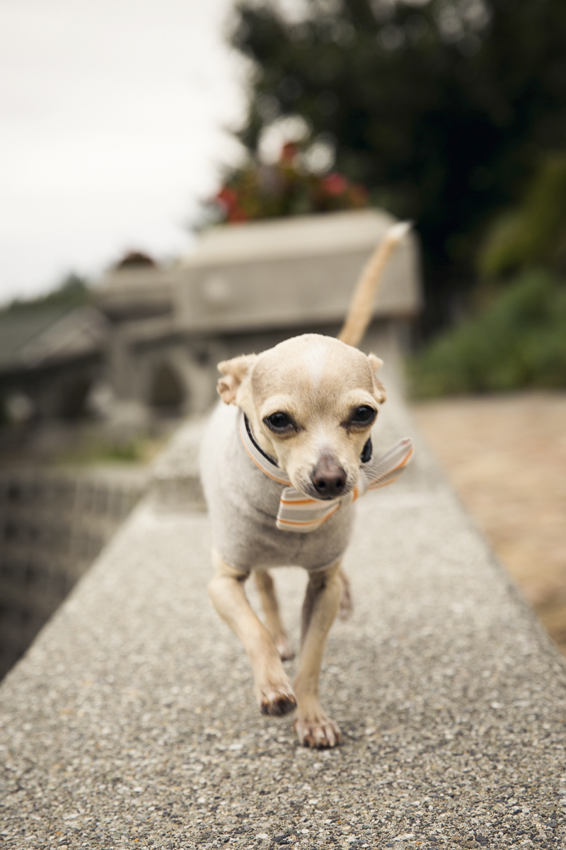 Chihuahua walking along top of retainer wall, wedding dog. ©Stephanie Cristalli Photography