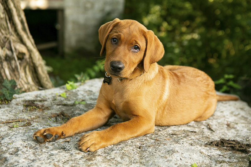 fox red lab rescue