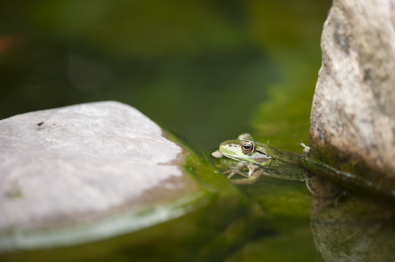 frog in small pond