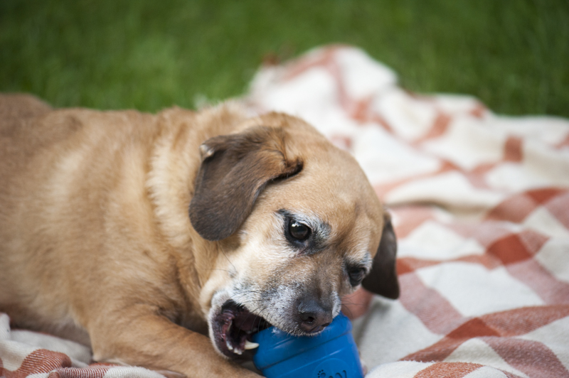 Puggle chewing on Twist-In Treat toy, ©Daily Dog Tag | lifestyle blog for doglovers