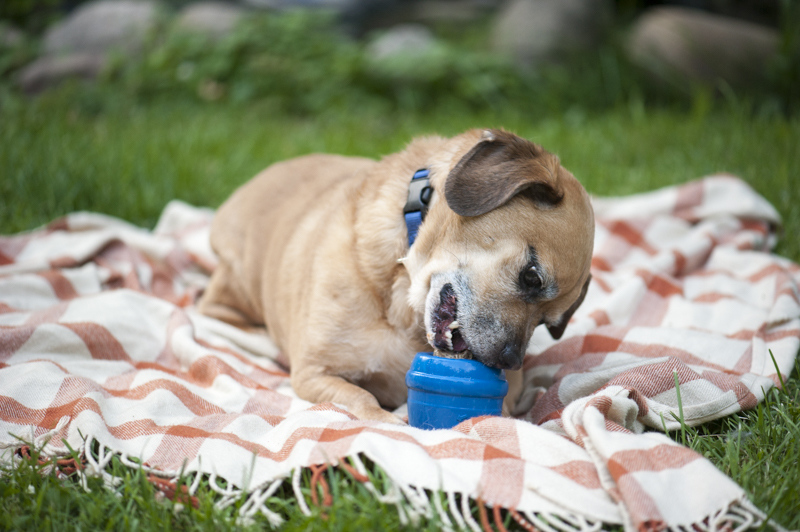 Puggle enjoying Twist-In Treat Toy, ©Daily Dog Tag | ways to keep your pup entertained
