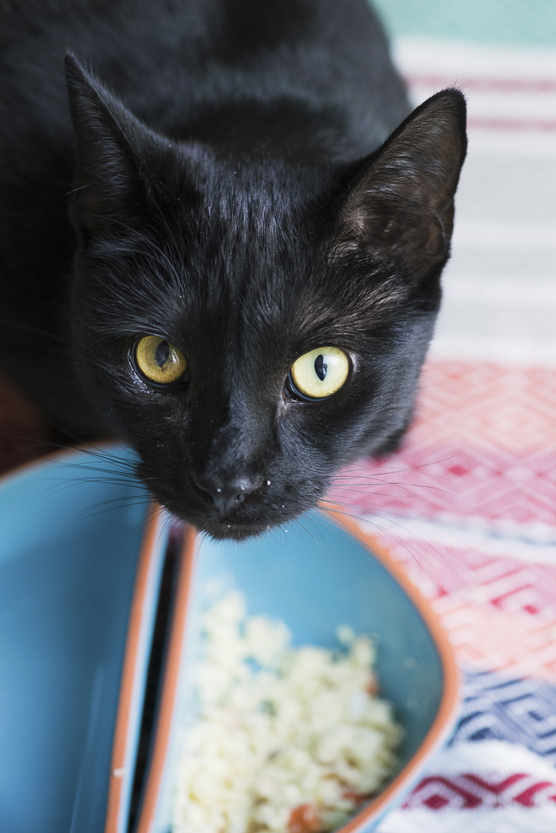 cute black cat eating his dinner, Littlehighwaykitty, ©Alice G Patterson Photography | Syracuse on location cat photographer