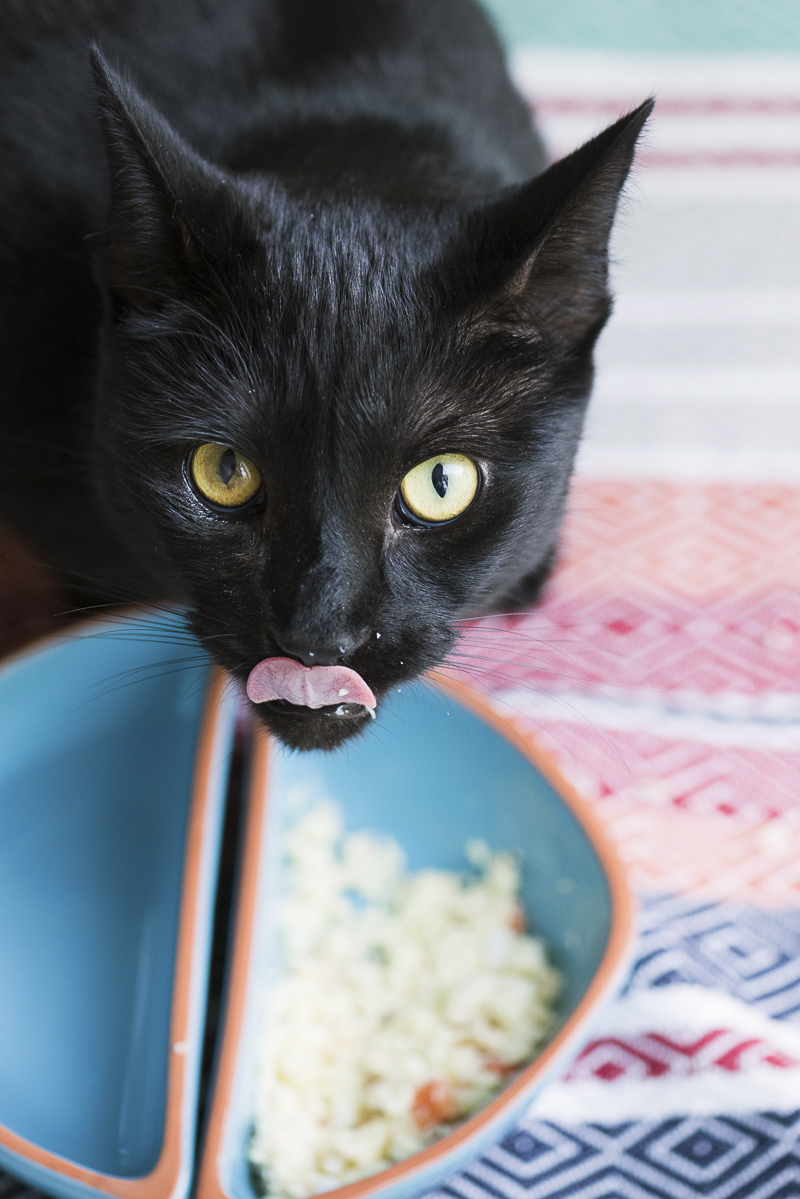 handsome black cat eating dinner, NomNom cat food review, ©Alice G Patterson Photography 