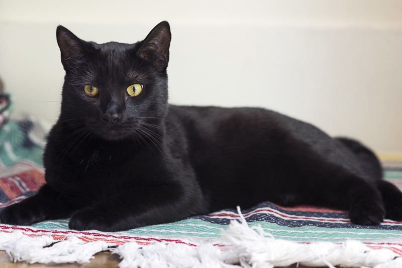 handsome black cat lying on blanket, ©Alice G Patterson Photography | Syracuse on location cat photographer