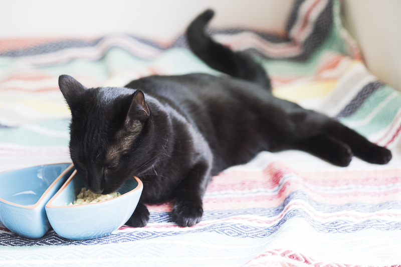 ©Alice G Patterson Photography | Syracuse in home cat photographer, cat eating freshly cooked food