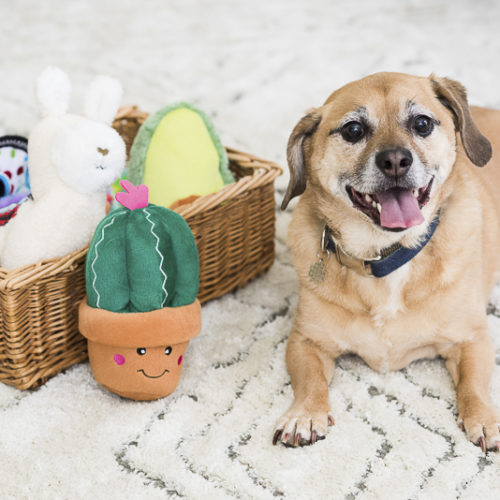 Puggle mix and cute ZippyPaws Fiesta toys