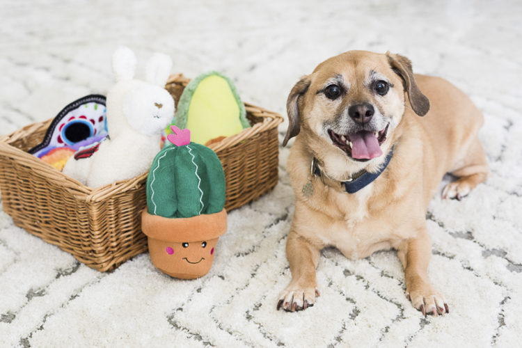 Puggle mix and cute ZippyPaws Fiesta toys
