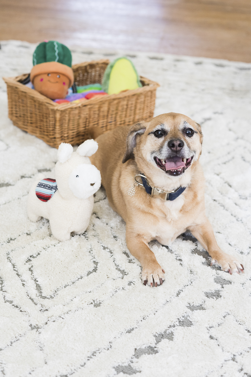 Puggle excited for new toys | ©Alice G Patterson Photography | Syracuse Pet Portraits