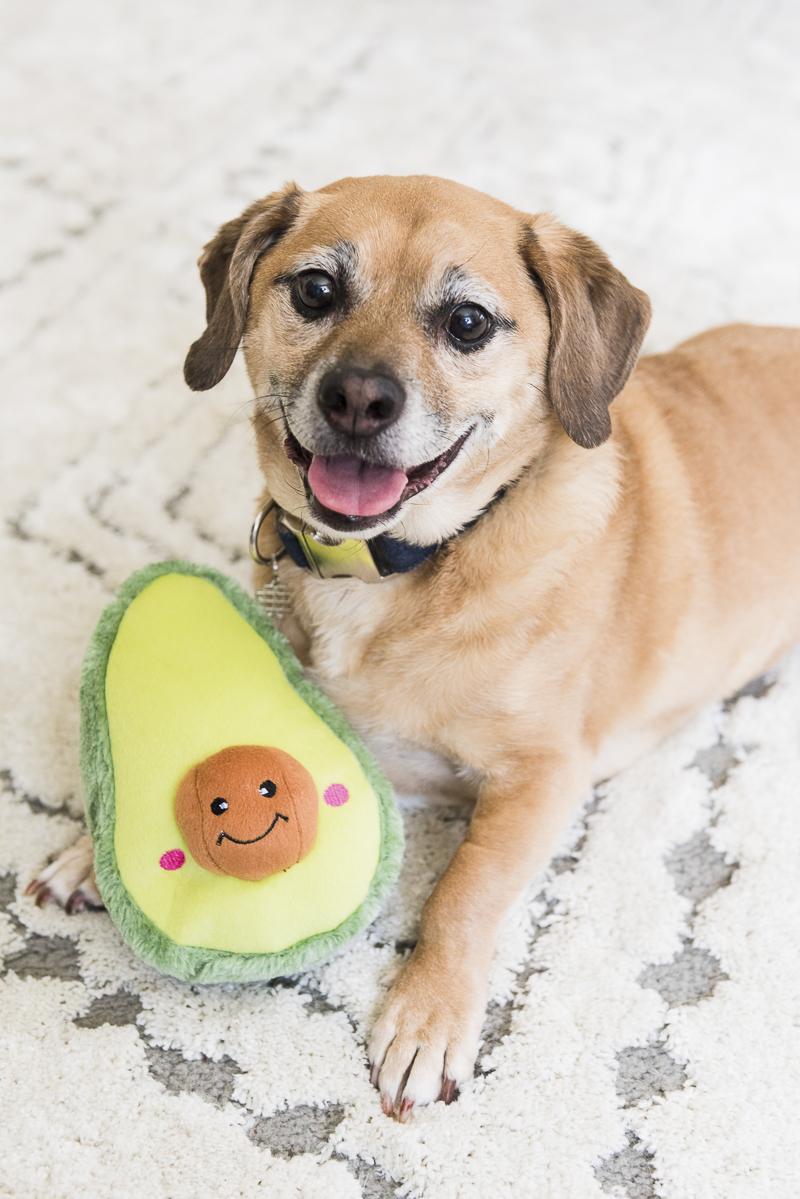 Cute stuffed avocado dog toy and Puggle, lifestyle Syracuse pet photography
