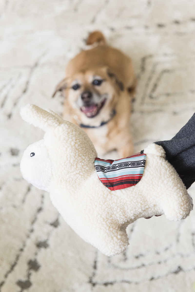 happy dog with plush toy | ©Alice G Patterson Photography, toys to keep dogs busy during social distancing, COVID