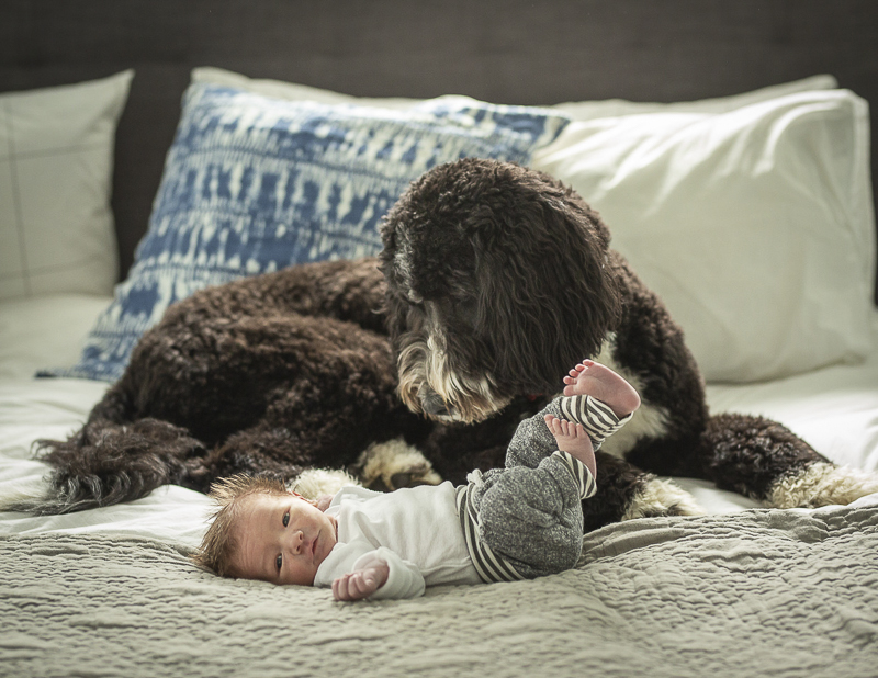 brown and white dog looking at newborn | ©Imagine It Photography, ideas for including pets in newborn sessions