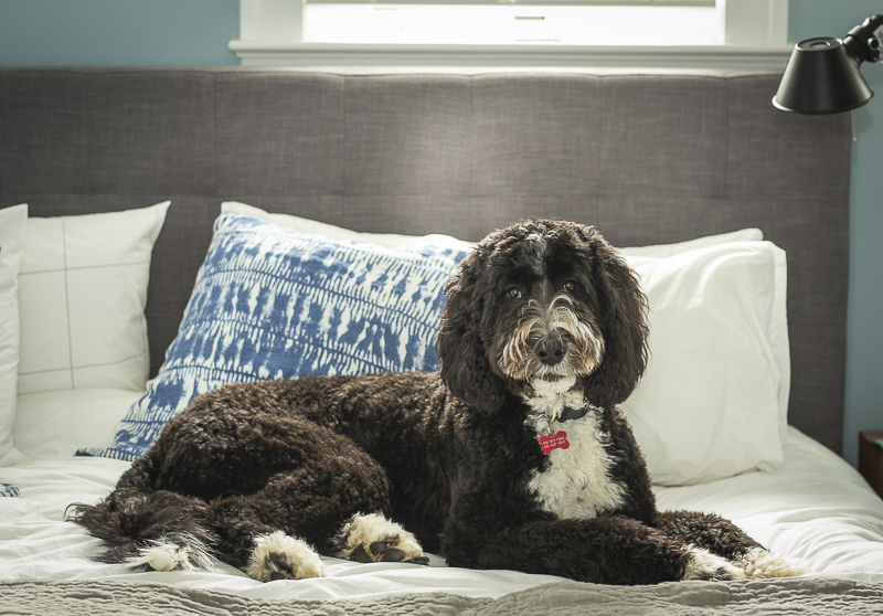 dog lying on the bedm in home family session, lifestyle dog and family photographer, Chagrin Falls, Ohio