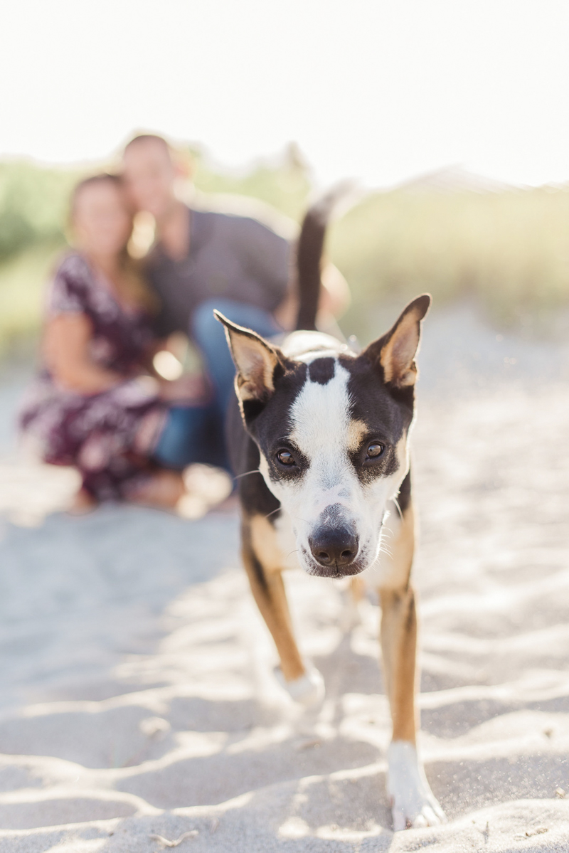 shorthaired dog running towards camera, Collie-Heeler mix, ©Liz Cowlie Photography – dog-friendly engagement session