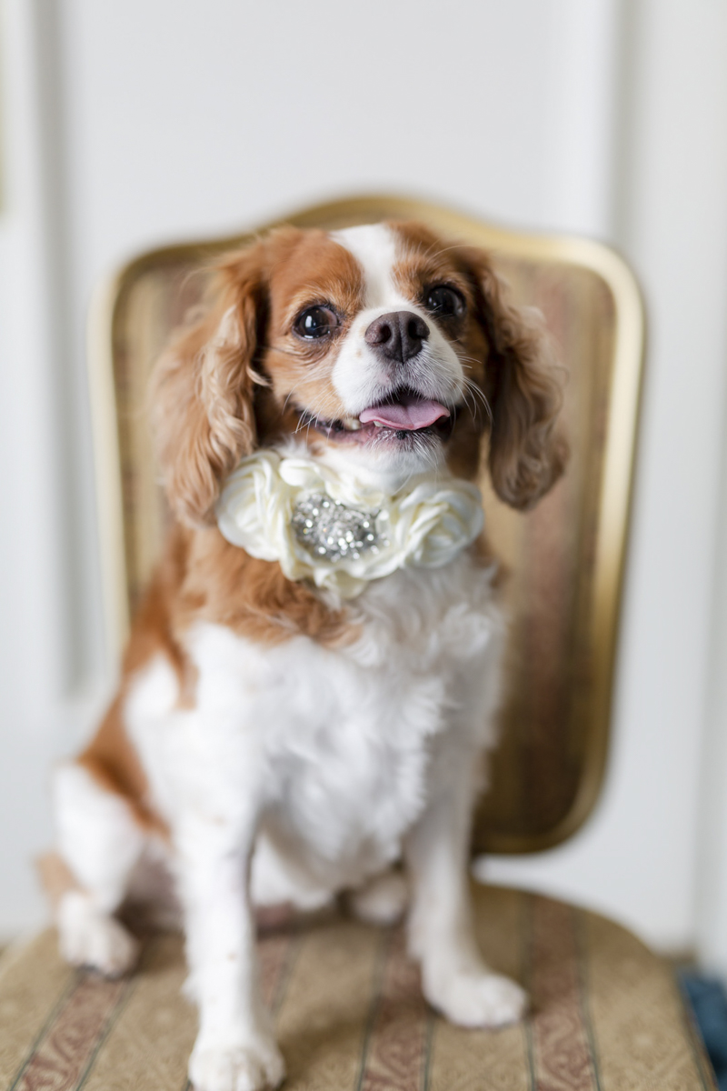 cute wedding dog, King Charles Cavalier Spaniel, The Jefferson Hotel, Richmond, VA