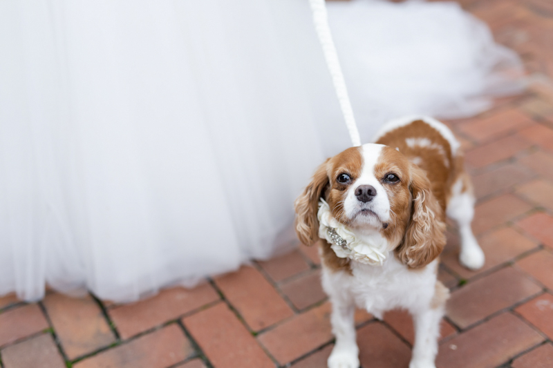King Charles Cavalier Spaniel next to bride, ©Luke & Ashley Photography | wedding dog, King Charles Cavalier Spaniel