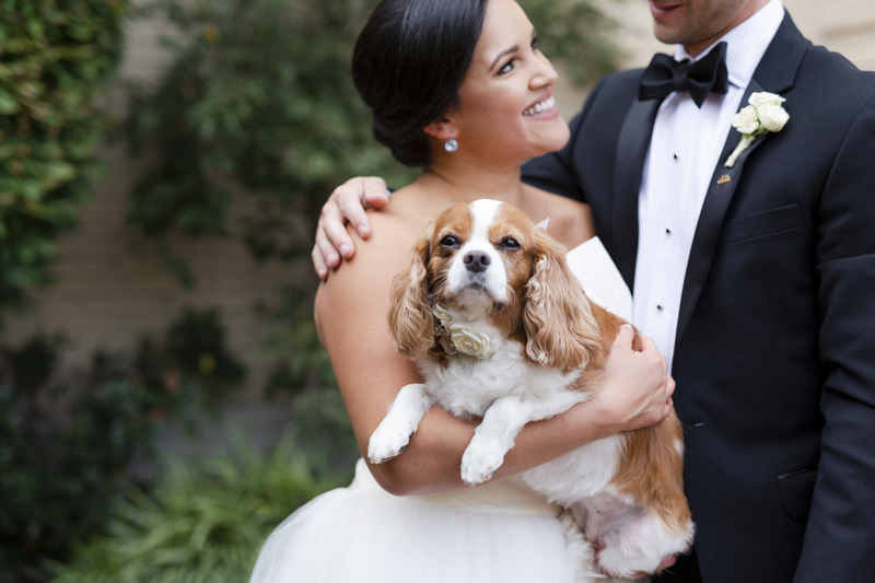 bride holding King Charles Cavalier Spaniel looing at groom, wedding dog, ©Luke & Ashley Photography | wedding dog, The Jefferson Hotel, Richmond, VA