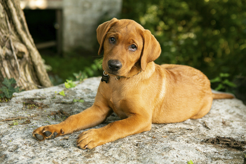 Red Fox Labrador Puppy, lifestyle dog photography ©Mandy Whitley Photography, Nashville Puppy Portraits