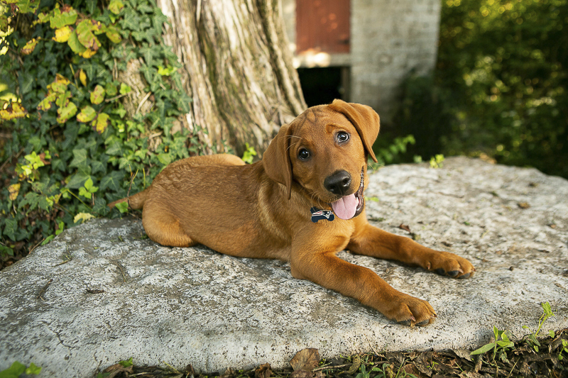 Adorable Red Fox Labrador Retriever puppy portraits, puppy lying on rock, Nashville pet photography ©Mandy Whitley Photography