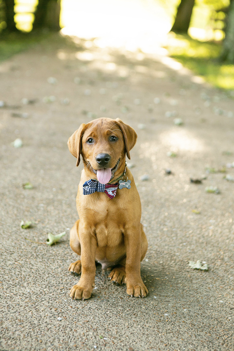 handsome Red Fox Labrador Retriever wearing Patriots bow tie | ©Mandy Whitley Photography
