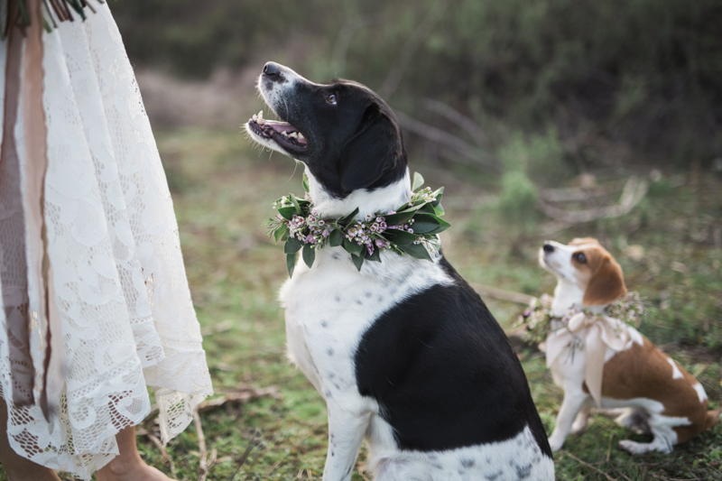 dogs wearing floral collars | ©My Sun And Stars, San Diego dreamy styled shoot
