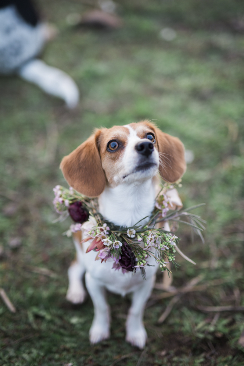 cute Beagle-Chihuahua mix wearing floral collar, ©My Sun And Stars | San Diego. California pet photography