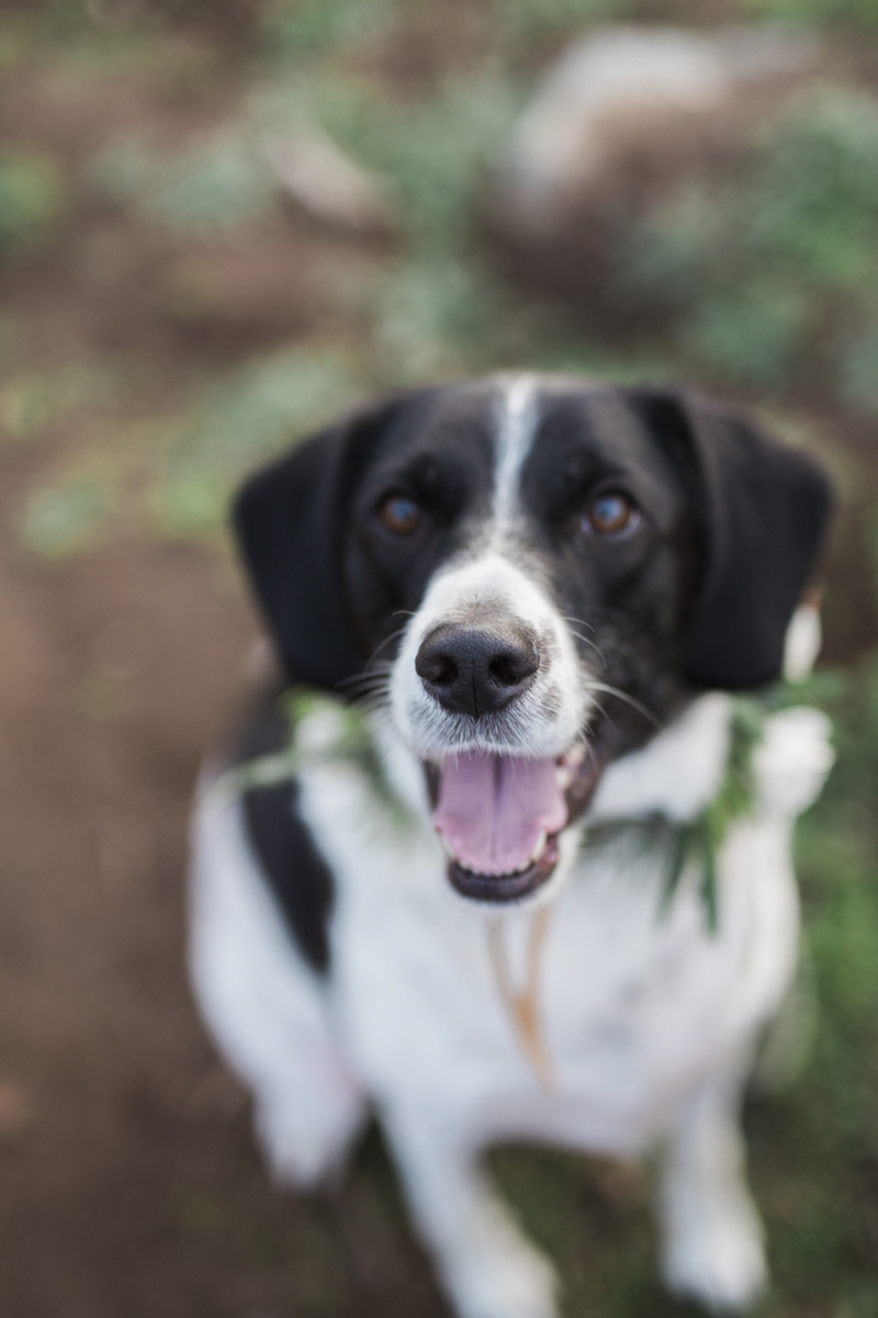 Border Collie mix, San Diego dog portraits | ©My Sun And Stars 