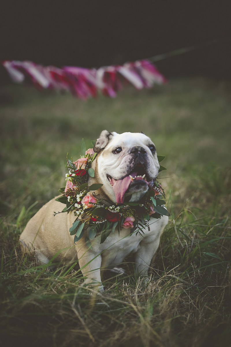 dog birthday celebration, English Buldog wearing floral wreath ©Portraits of Blessings