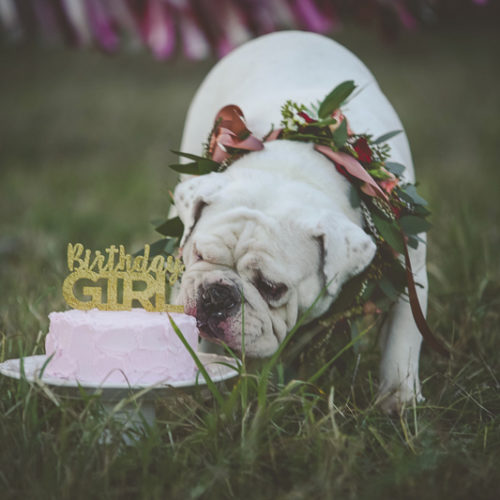 Dog Pawty: Lovely Cake Smash for English Bulldogs